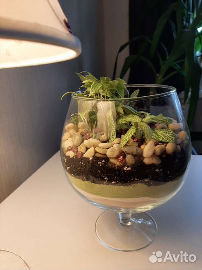 Флорариум,подарок