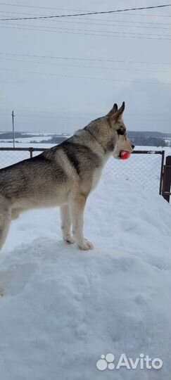 Сибирский хаски вязка