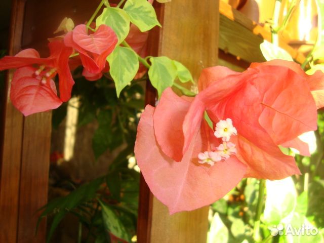 Бугенвиллия, Псевдоэратемум