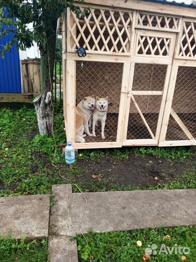 Собаки бесплатно в добрые руки