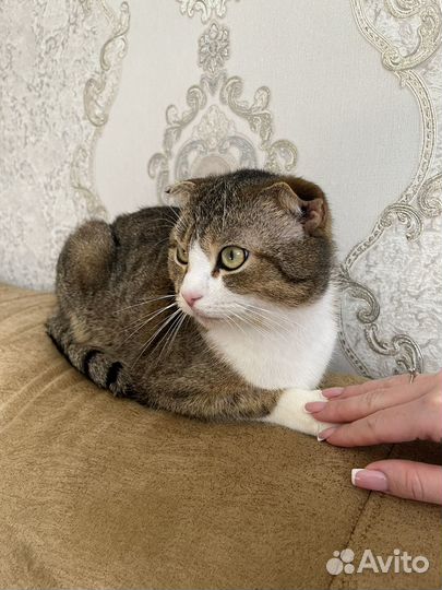 Шотландская вислоухая (кот)