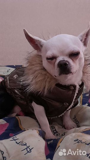 Вязка Чихуахуа