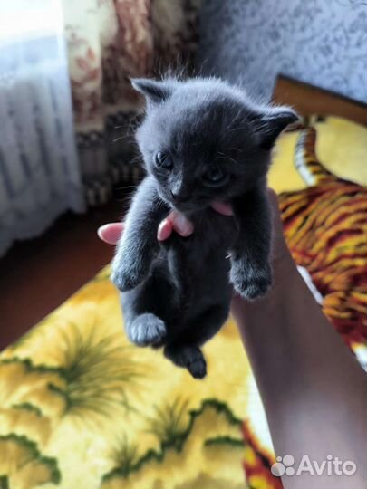 Котята в дар