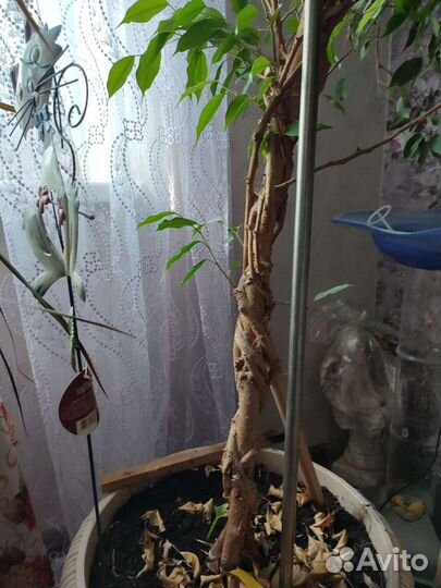 Фикус бенджамина большой
