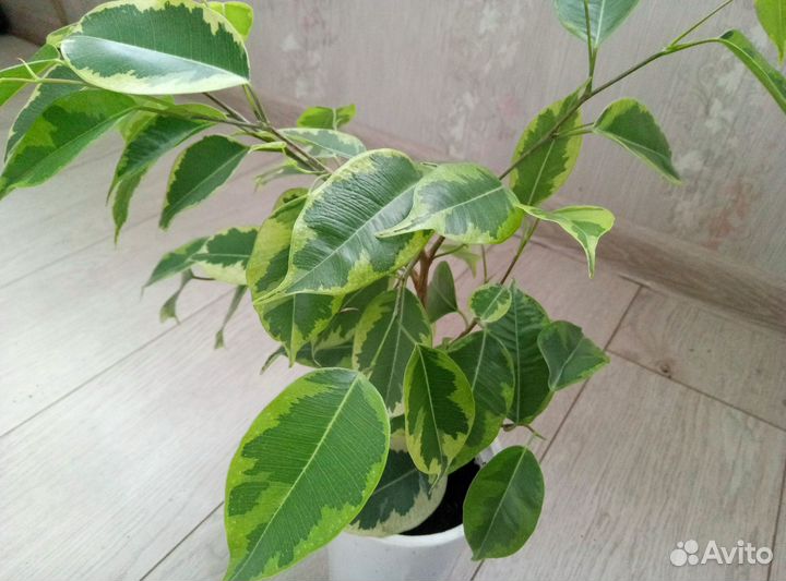 Фикус мелколистный