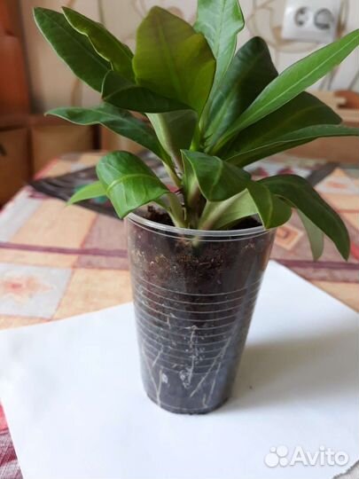 Молочай Миля