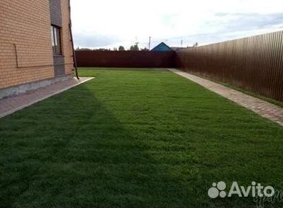 Продажа Рулонного газона