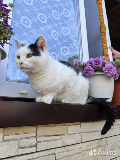 Кошечка Любаша ищет дом