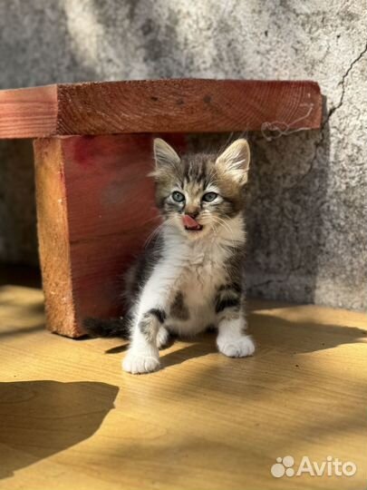 Котята ищут любящие сердца