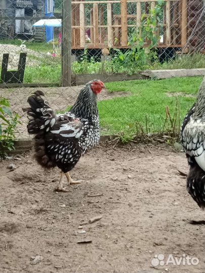 Семьи поодных птиц, перепела, индюки