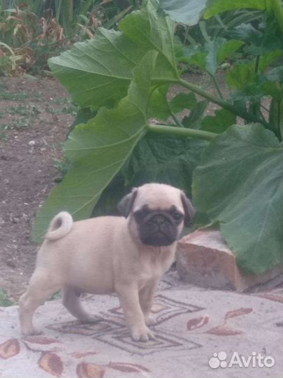 Щенки мопса