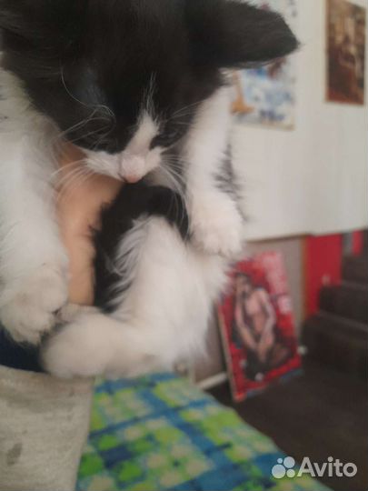 Два кота и две кошечки активные, ласковые, смешные