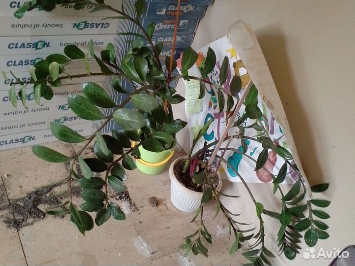 Замиокулькас