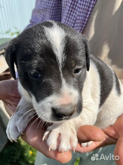 Щенки в дар