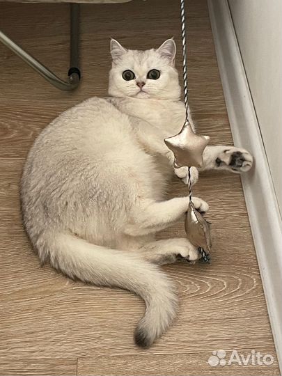 Котята британская серебристая шиншилла