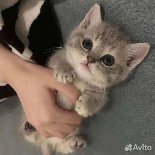 Шотландский котёнок