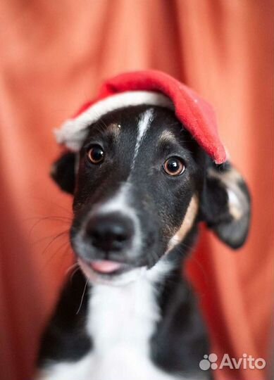 Максус ищет дом