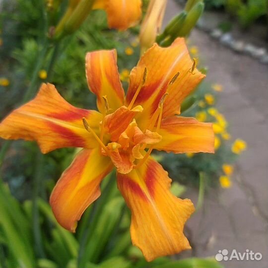 Продаю лилейник