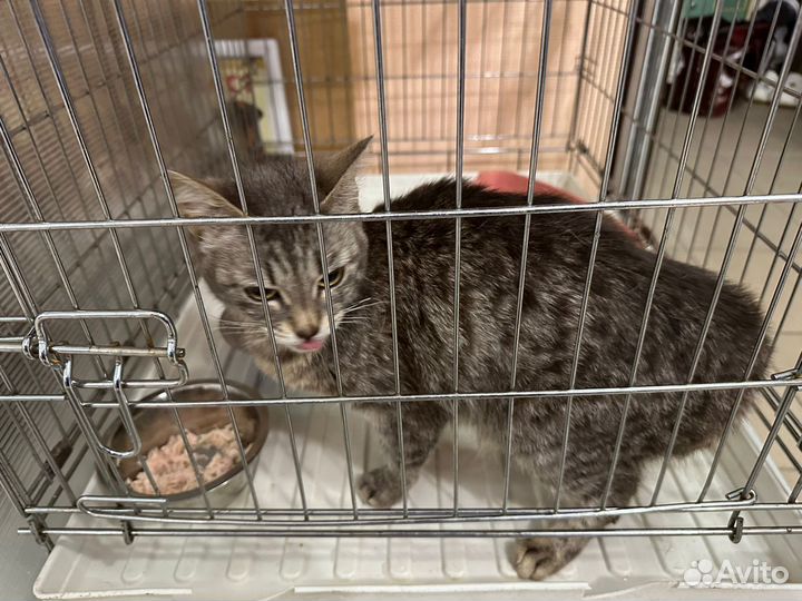 Спасите Молли