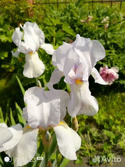 Продам ирисы сортовые