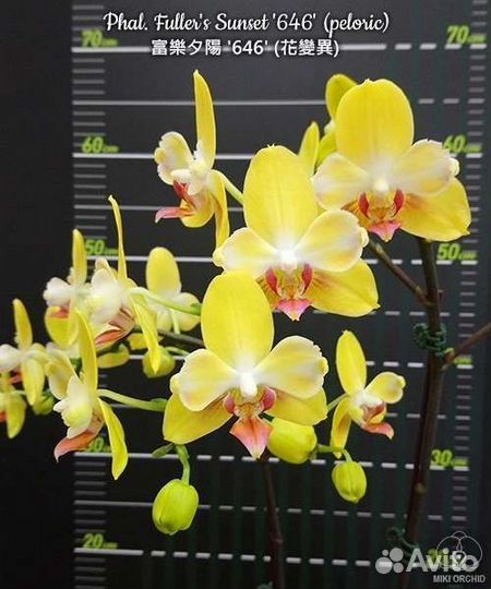 Орхидея фаленопсис, сеянцы из фласки, 10 сортов