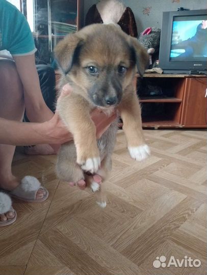 Маленькая собака в добрые руки бесплатно