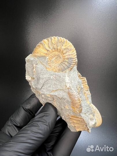 Аммониты в породе.отя405