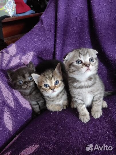 Шотландская