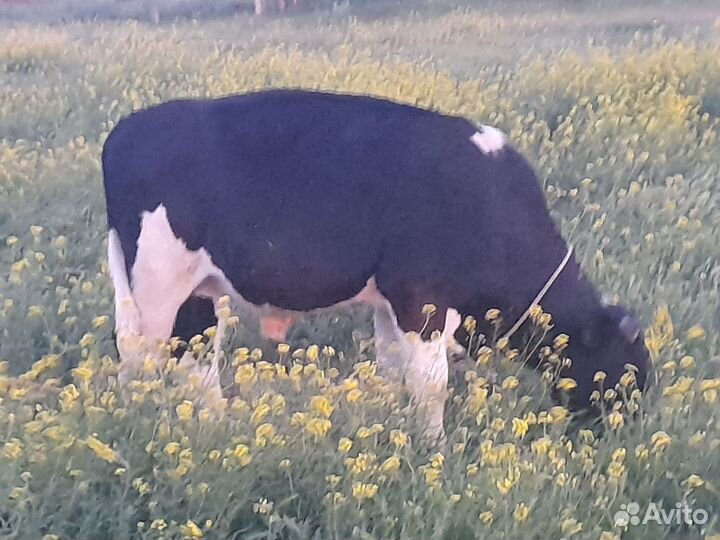 Бык и корова