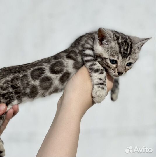 Эксклюзивный Бенгальский мальчик серебро