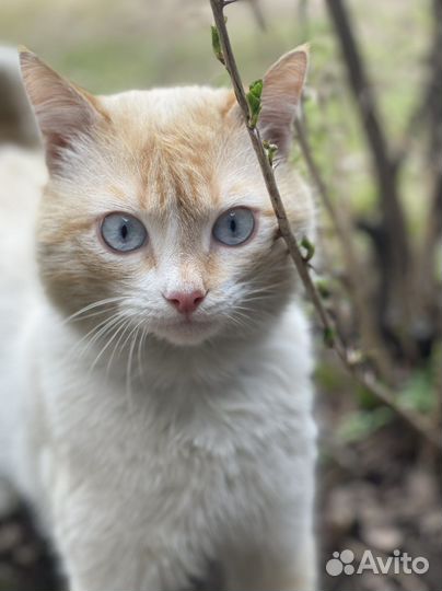 Кастрированный сиамский кот