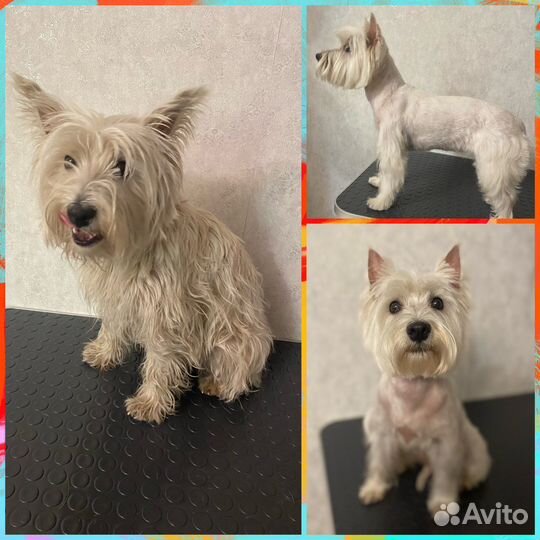 Груминг, Стрижка собак и кошек