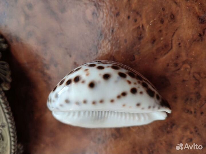 Ракушка с рисунком Знак Зодиака Лев