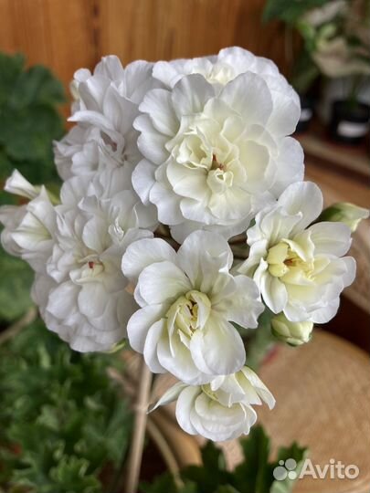 Сортовые пеларгонии