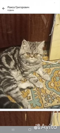 Продаю котят персов