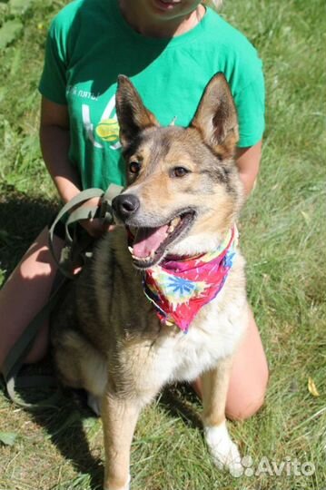 Степе необходим дом