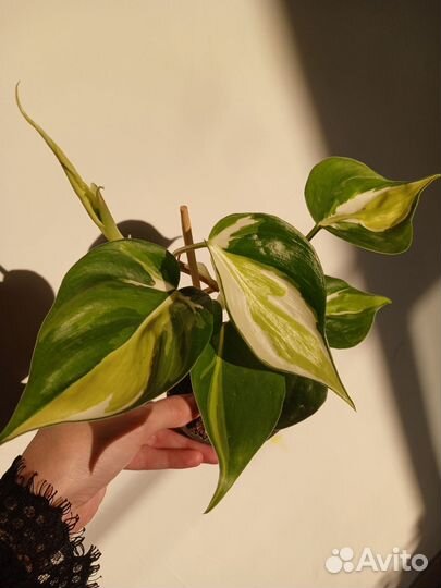 Филодендрон бразил, шефлера вариегатная