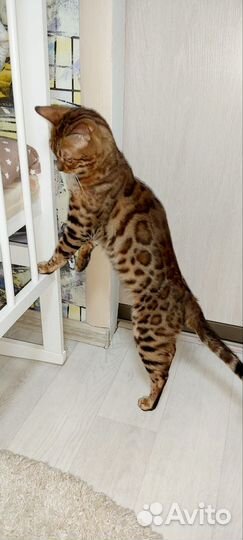 Бенгальские котята