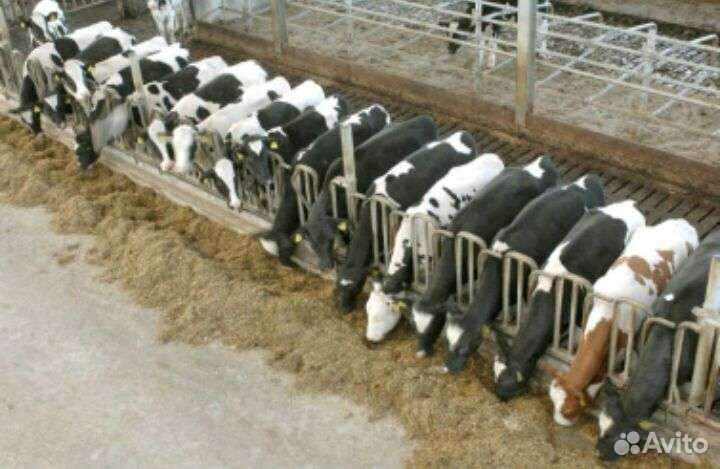 Телята бычки