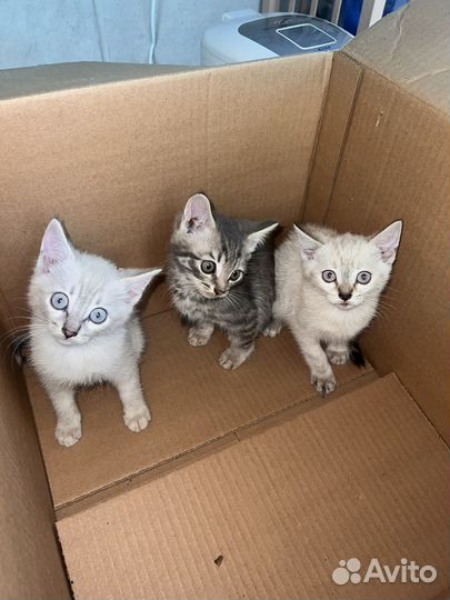 Кошки в добрые руки