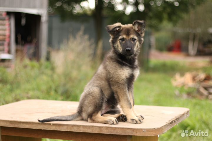 Ищем дом для щенков