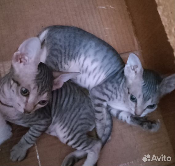 Донской сфинкс котята