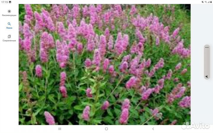 Спирея дугласа