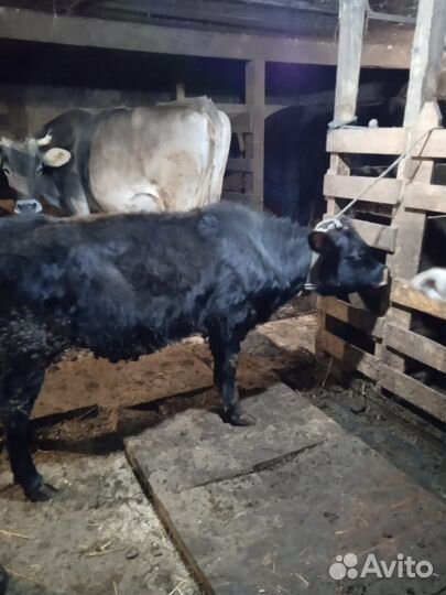 Телки коровы