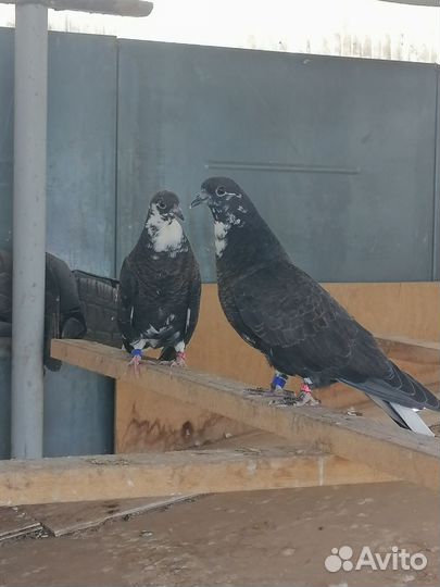 Кураховские голуби