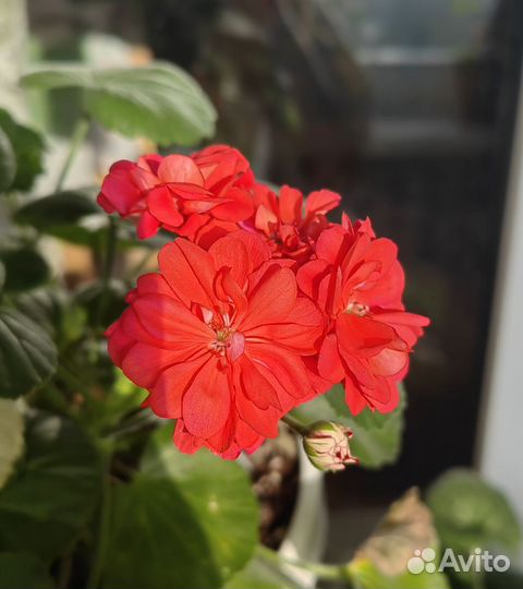 Пеларгония, пеларгонии, герань, герани