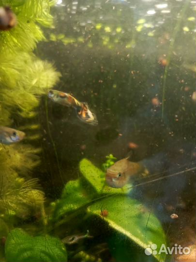 Аквариумные рыбки, растения, улитки