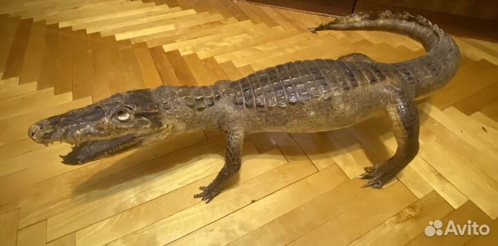 Чучело алигатора