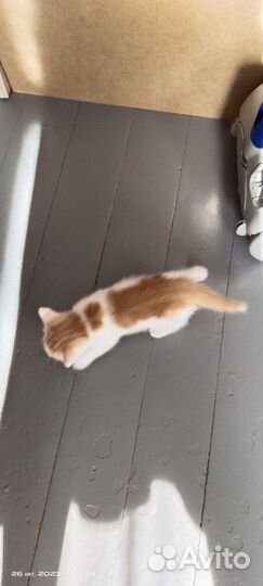 Котик и кошечка