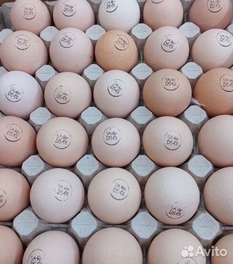 Инкубационное яйцо